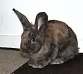 A domestic harlequin rabbit