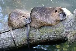 two brown nutrias