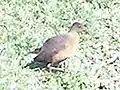 Rouget's rail in Debre Birhan, Ethiopia