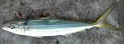 Carangidae Elagatis bipinnulata