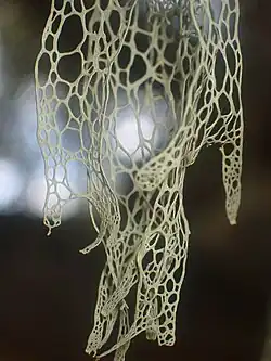 Pale green fruticose lichen hanging from a branch, with thin, net-like, perforated strands forming a lace-like structure