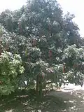 Lichi Orchards Rampurwa in Mehsi