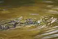 Swimming frog