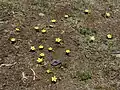 Group of plants on Olympic Peninsula
