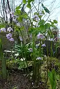 Ranzania japonica growing in a shade garden in Sweden