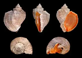 Rapana venosa