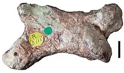 Manual bone