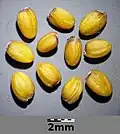Seeds