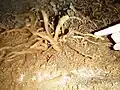 Rare eccentrics in the Kundudo newly fond cave