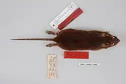 A specimen of a sunburnt rat. It is placed spread-eagled on its stomach, with its pass extended and its tail straight. Hand-written notes are written on labels attached to its legs. It has a distinct dark red colour.