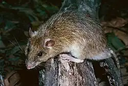 Brown rat