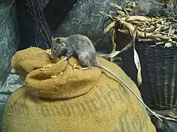 A taxidermied rat sitting on a sack of grain