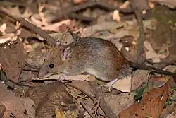 Brown rat