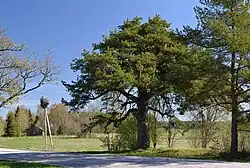 Raudmetsa pine in the village