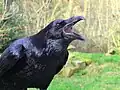 Raven Corvus corax ravn
