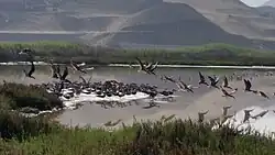 Black skimmers in the wetlands protected area