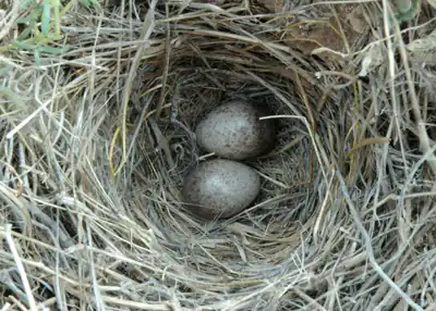Raso lark eggs