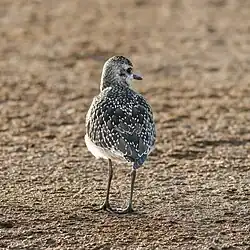 Grey plover (non-breeding)