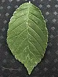 'Rebona' leaf