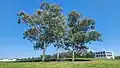 Tress in John Dunmore Lang Place