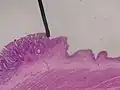 Microscopic cross section of the anorectal junction