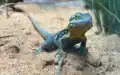 Red-barred dragon