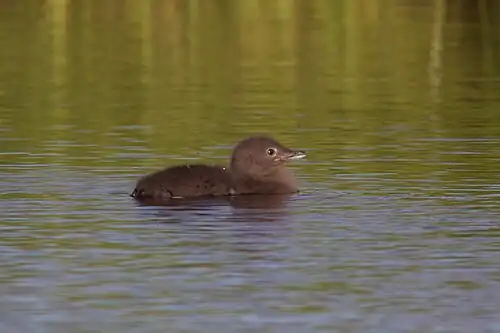juvenile