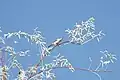 Red-backed Shrike in Ayamama Life Valley
