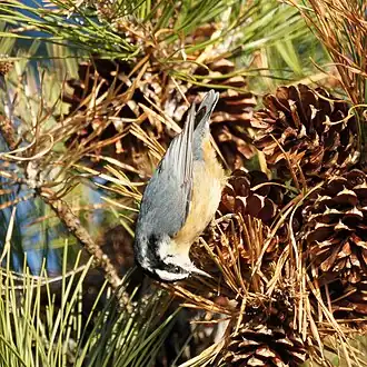 Pine seeds (here, Pinus rigida) are an important component of the diet. Clinton Township, New Jersey.