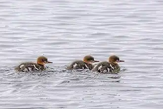 Chicks in Iceland