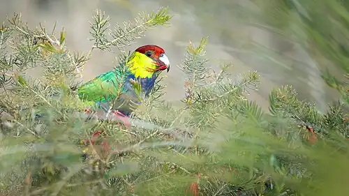 Red-capped parrot