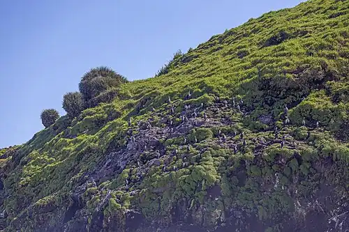 colony on Chiloé