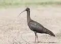 Red-naped ibis in Basai