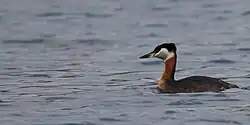 Red-necked_(8547605724)