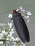 Adult feeding