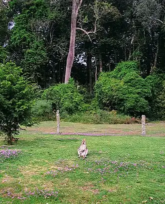 Red-necked Wallaby with joey, Rainforest Drive, 2021