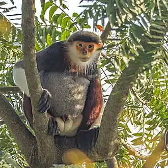 Male
