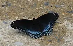 Red-spotted purple (L. a. astyanax), Pennsylvania, United States