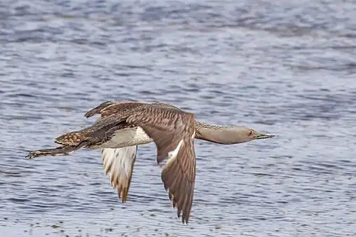 in breeding plumage Iceland