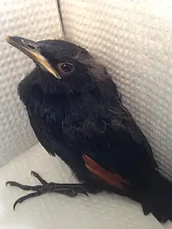 A chick that is almost ready to leave the nest.