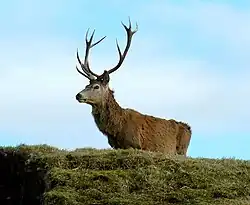 Scottish red deer