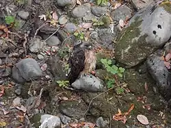 Red-tailed hawk sitting on the banks of Uvas Creek near Sveadal. The hawks prey on steelhead trout that periodically appear in the creek.
