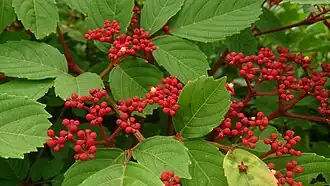 L. rubra
