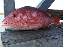 Fish in profile