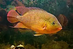 The red terror cichlid is a highly aggressive species from the rivers of Northeast South America.