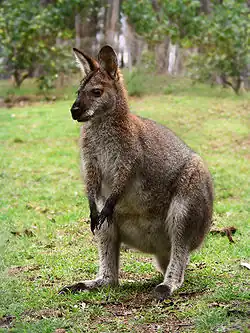 Red necked wallaby