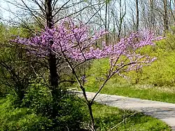 Small leafless tree in bloom on an embankment below a paved path