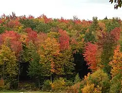 Fall foliage in red maple country