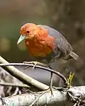 On branch over stream