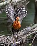 In flight showing barred wing feathers